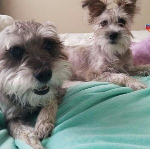 Meet your Posher, David